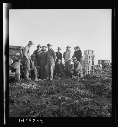 Migratory field workers at 5 a.m. waiting in the carrot field to hold…, California, 1939
