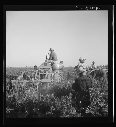 Carrot digger. Imperial Valley, near Meloland, California, 1939