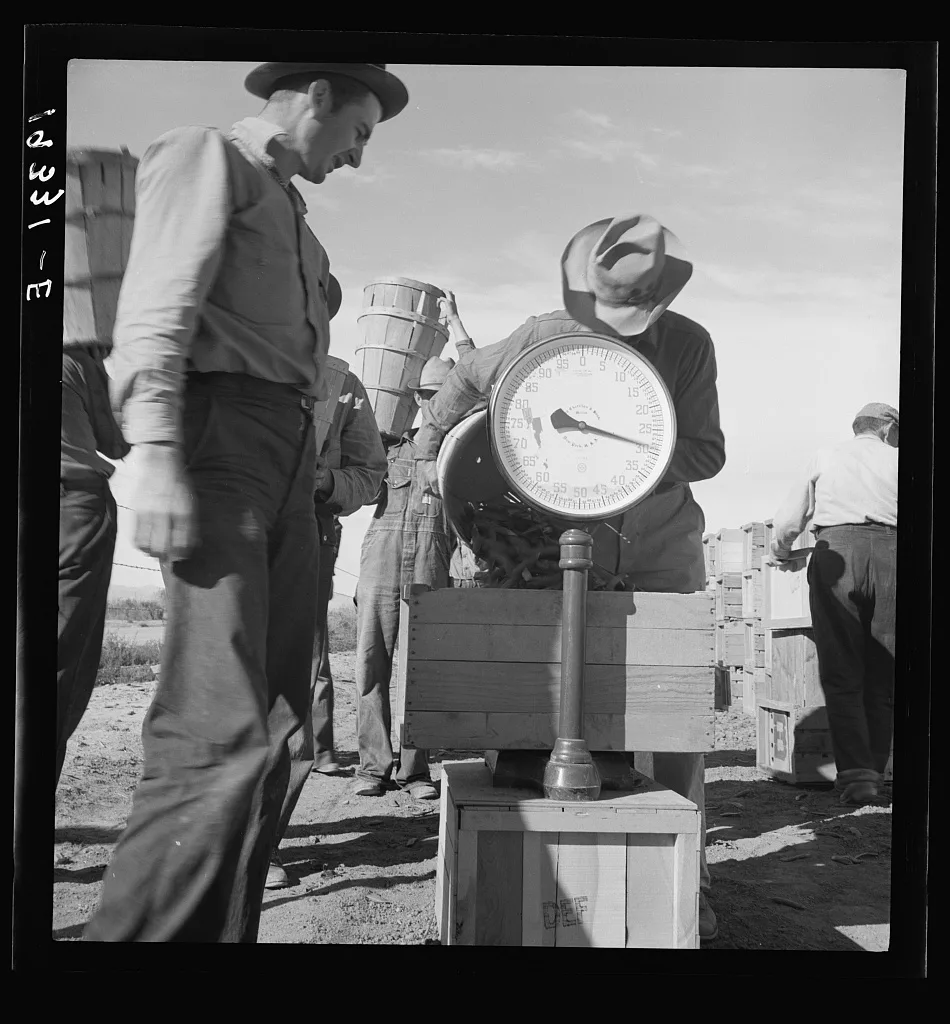[Untitled photo, possibly related to: Pea picker at scales. Near…, California, 1939