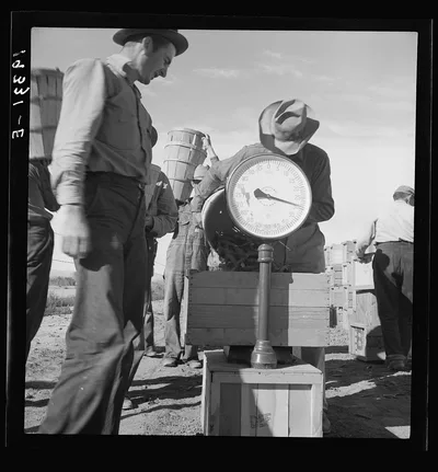[Untitled photo, possibly related to: Pea picker at scales. Near…, California, 1939