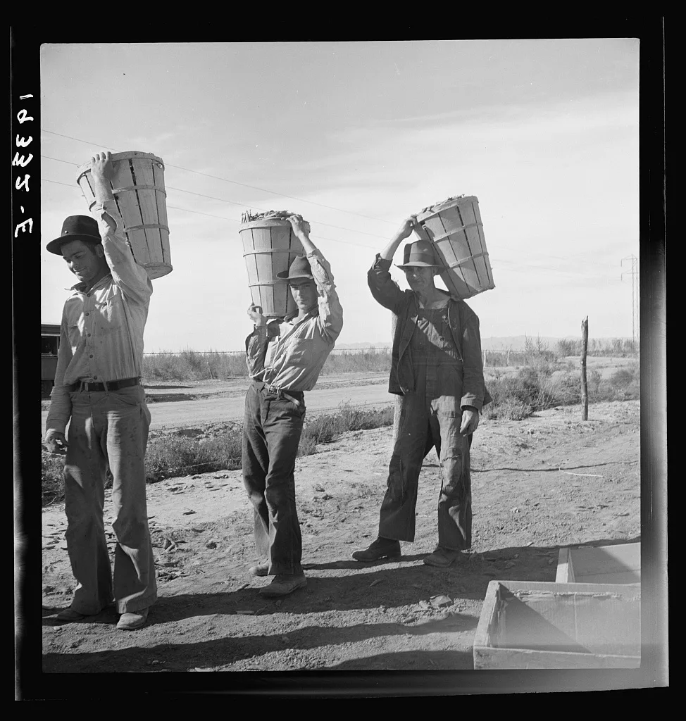 Pea pickers coming in from field to the weigh master. Imperial…, California, 1939