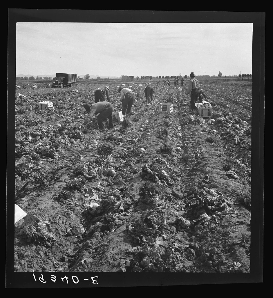 Filipino field gang in lettuce. Brawley, Imperial Valley, California.…, 1939