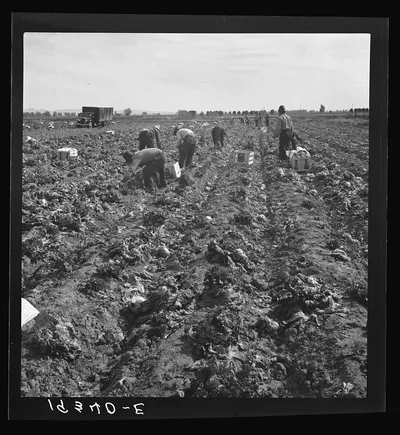 Filipino field gang in lettuce. Brawley, Imperial Valley, California.…, 1939