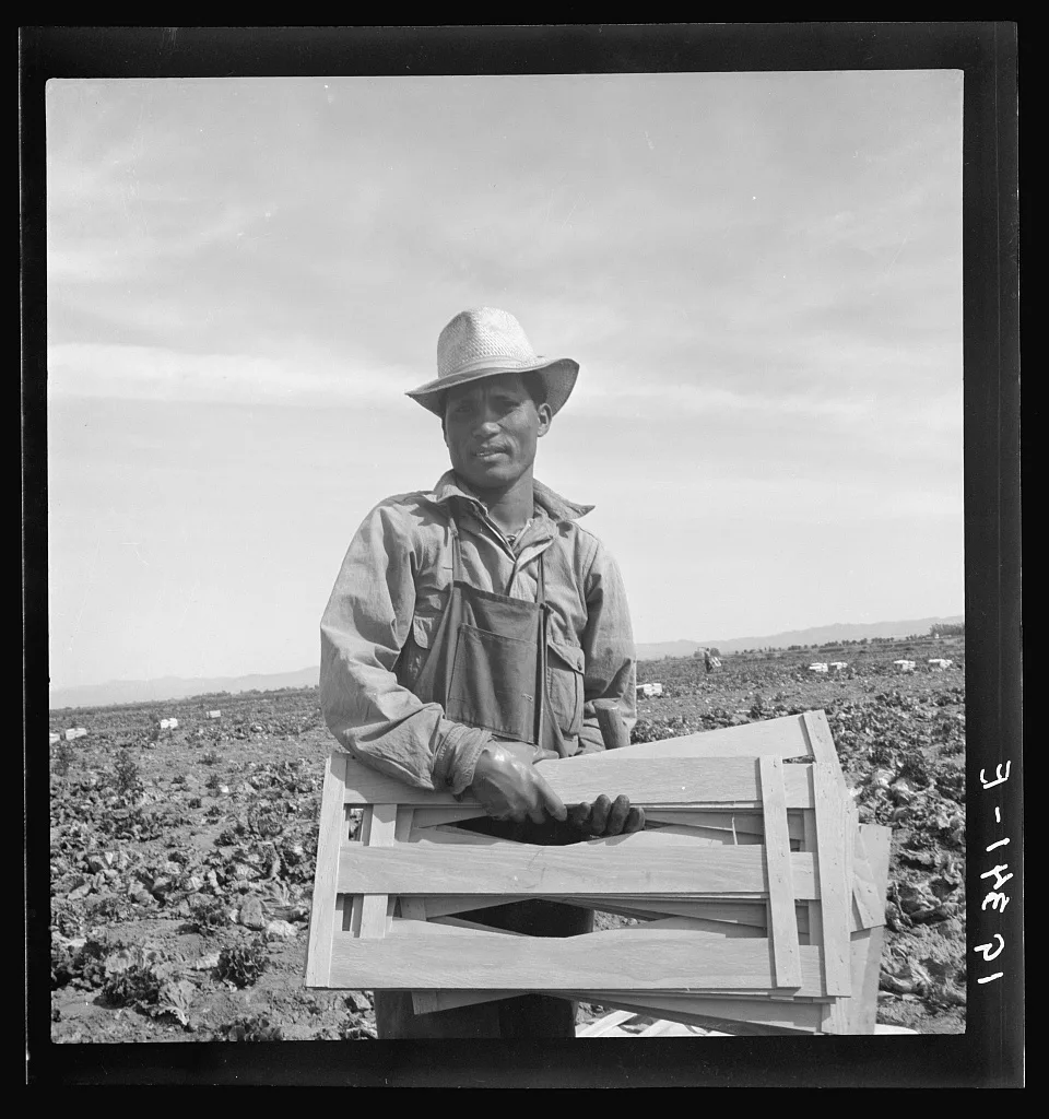 Filipino lettuce field laborer. Imperial Valley, California, 1939