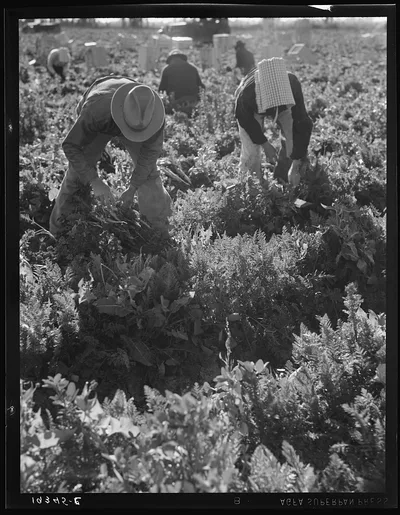 [Untitled photo, possibly related to: Migratory field worker pulling…, California, 1939