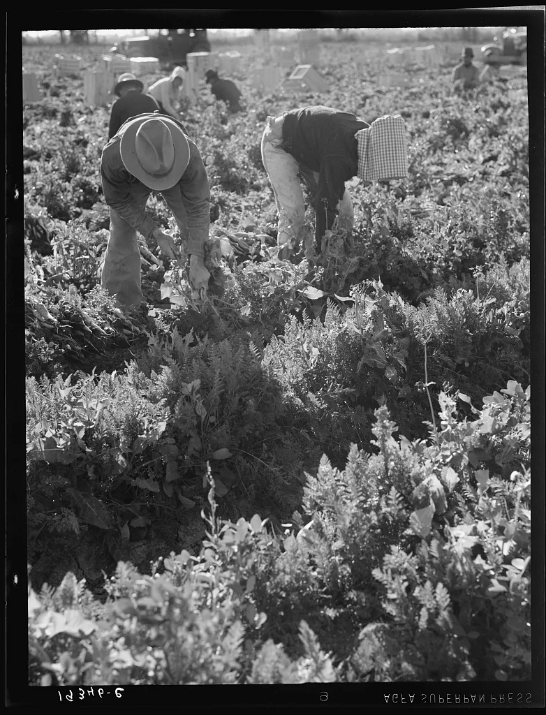 [Untitled photo, possibly related to: Migratory field worker pulling…, California, 1939