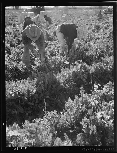 [Untitled photo, possibly related to: Migratory field worker pulling…, California, 1939