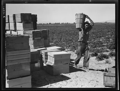 Pea picker. Imperial Valley, California, 1939