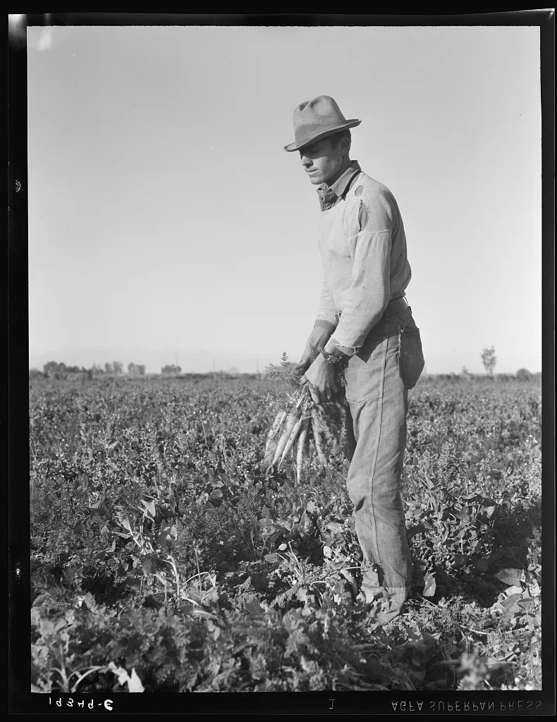 [Untitled photo, possibly related to: Migratory field worker pulling…, California, 1939