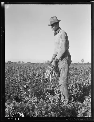 [Untitled photo, possibly related to: Migratory field worker pulling…, California, 1939