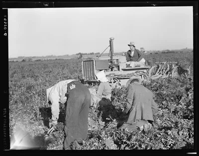 [Untitled photo, possibly related to: Carrot digger. Imperial Valley,…, California, 1939