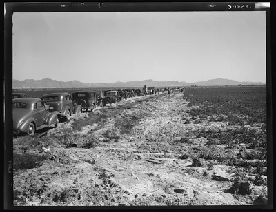 Pea field during harvest on Sinclair Ranch, near Calipatria, Imperial…, California, 1939
