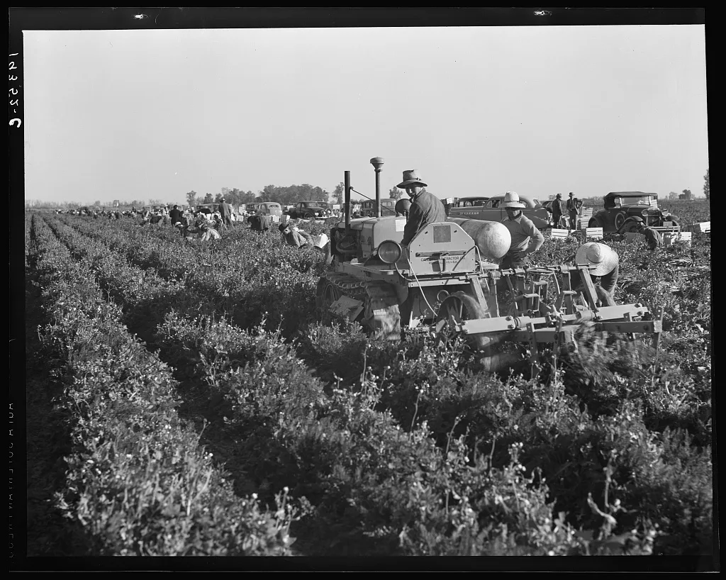 Carrot digger. Imperial Valley, California, 1939