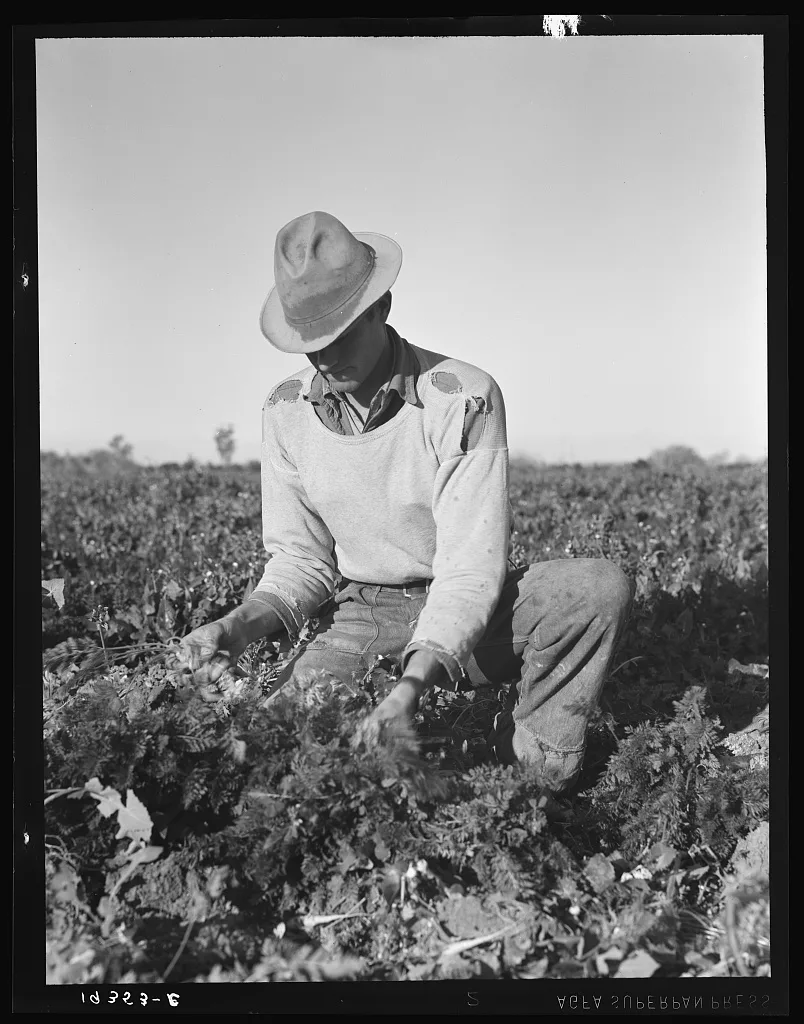 [Untitled photo, possibly related to: Migratory field worker pulling…, California, 1939