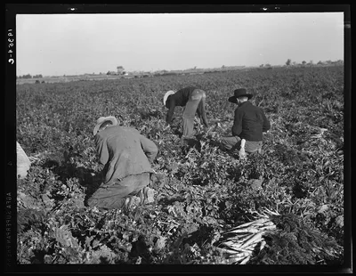 Migratory field worker pulling carrots. Imperial Valley, California, 1939