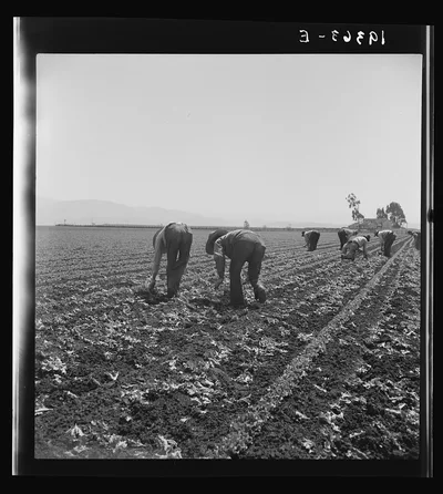 [Untitled photo, possibly related to: Gang of Filipino boys thinning…, California, 1939