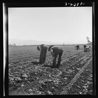 [Untitled photo, possibly related to: Gang of Filipino boys thinning…, California, 1939