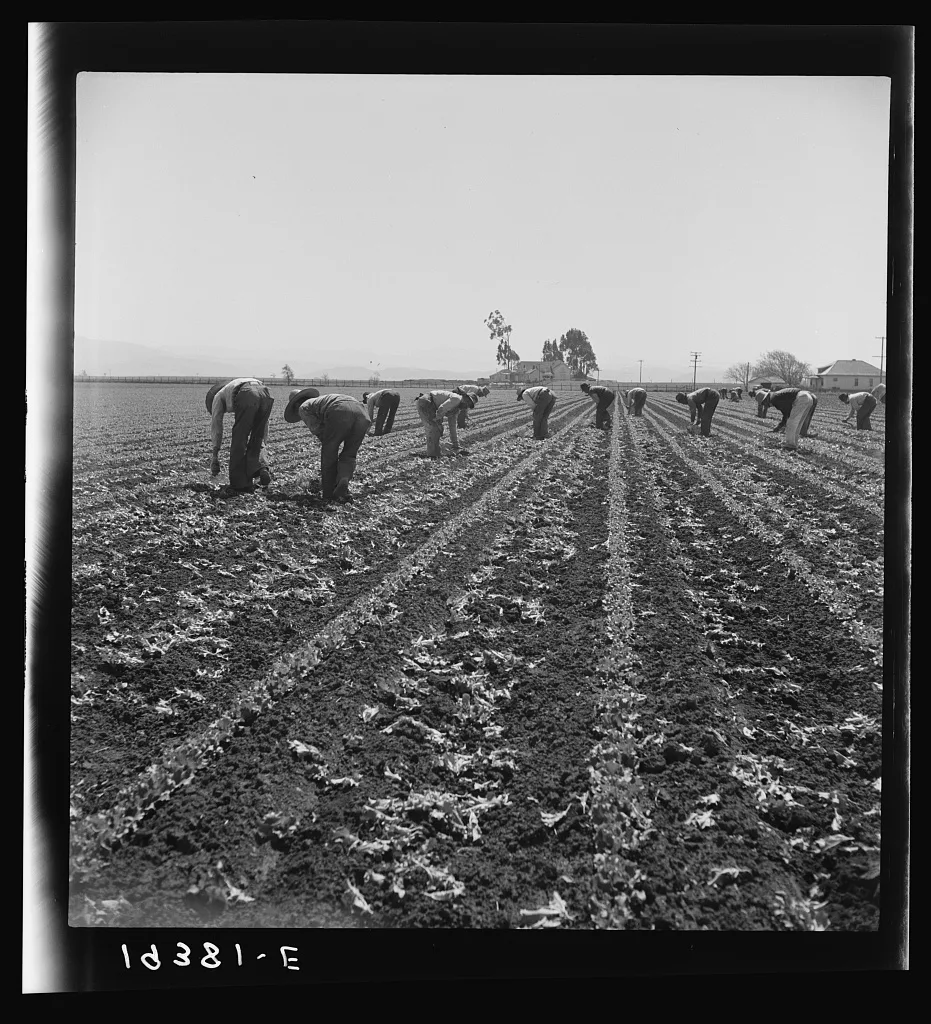 [Untitled photo, possibly related to: Gang of Filipino boys thinning…, California, 1939