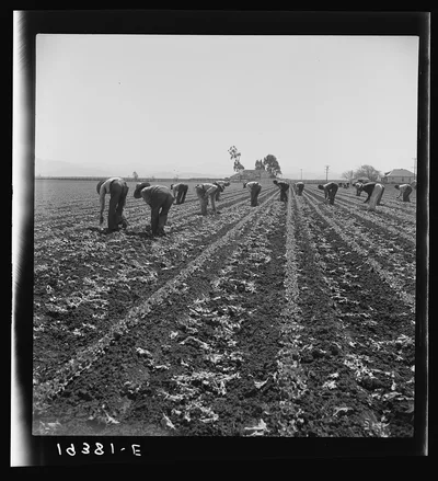 [Untitled photo, possibly related to: Gang of Filipino boys thinning…, California, 1939