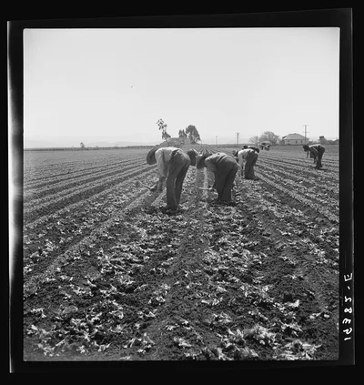 [Untitled photo, possibly related to: Gang of Filipino boys thinning…, California, 1939