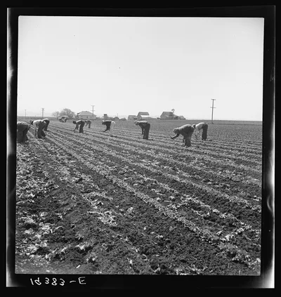 [Untitled photo, possibly related to: Gang of Filipino boys thinning…, California, 1939