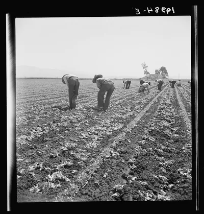 [Untitled photo, possibly related to: Gang of Filipino boys thinning…, California, 1939