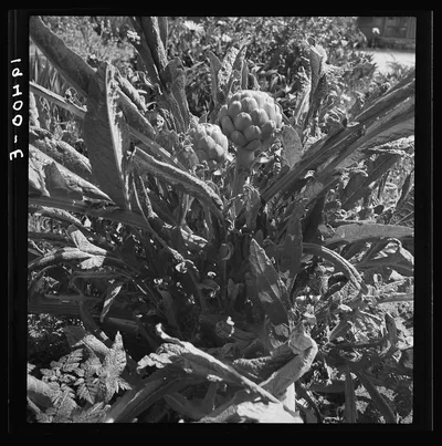 Artichoke. Monterey County, California, 1939