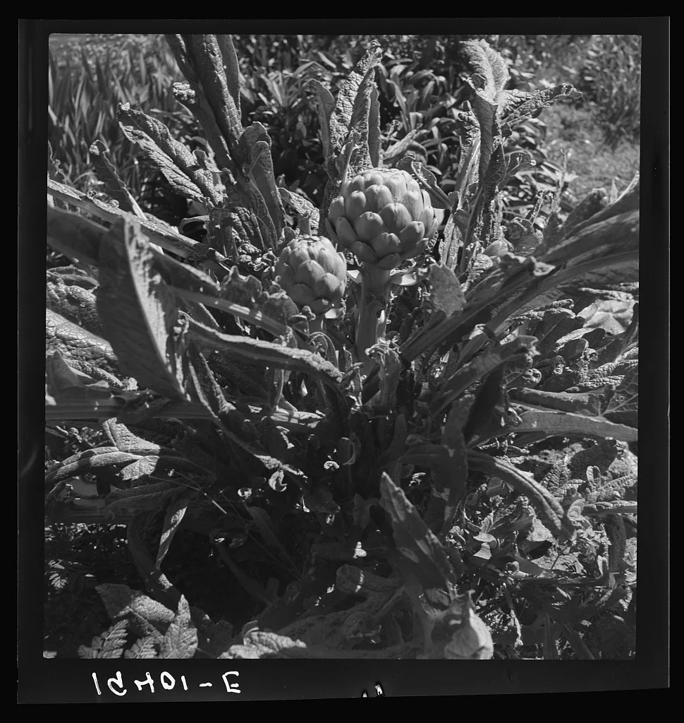 [Untitled photo, possibly related to: Artichoke. Monterey County,…, California, 1939