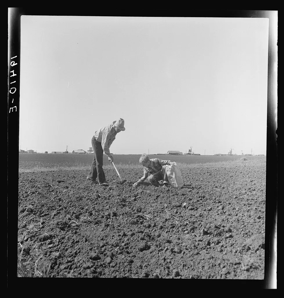 Outskirts of Salinas, California. Father and son planting potatoes.…, 1939
