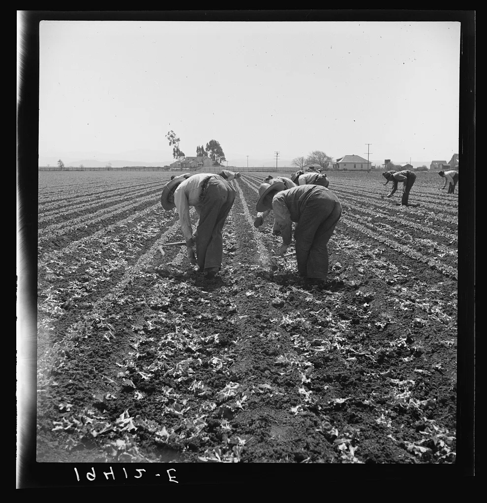 Gang of Filipino boys thinning lettuce. Salinas Valley, California, 1939