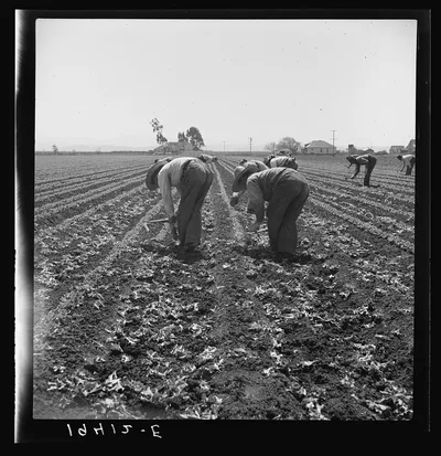 Gang of Filipino boys thinning lettuce. Salinas Valley, California, 1939