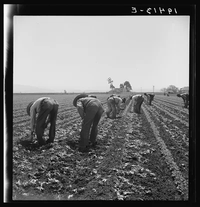 Gang of Filipino boys thinning lettuce. Salinas Valley, California, 1939
