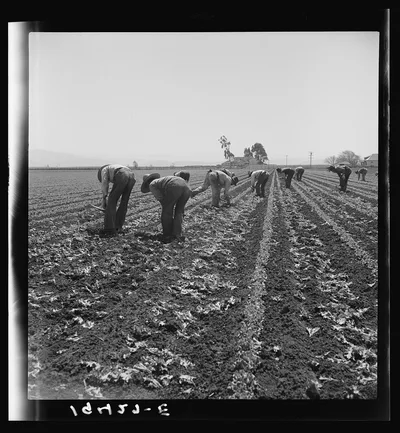 Gang of Filipino boys thinning lettuce. Salinas, California, 1939