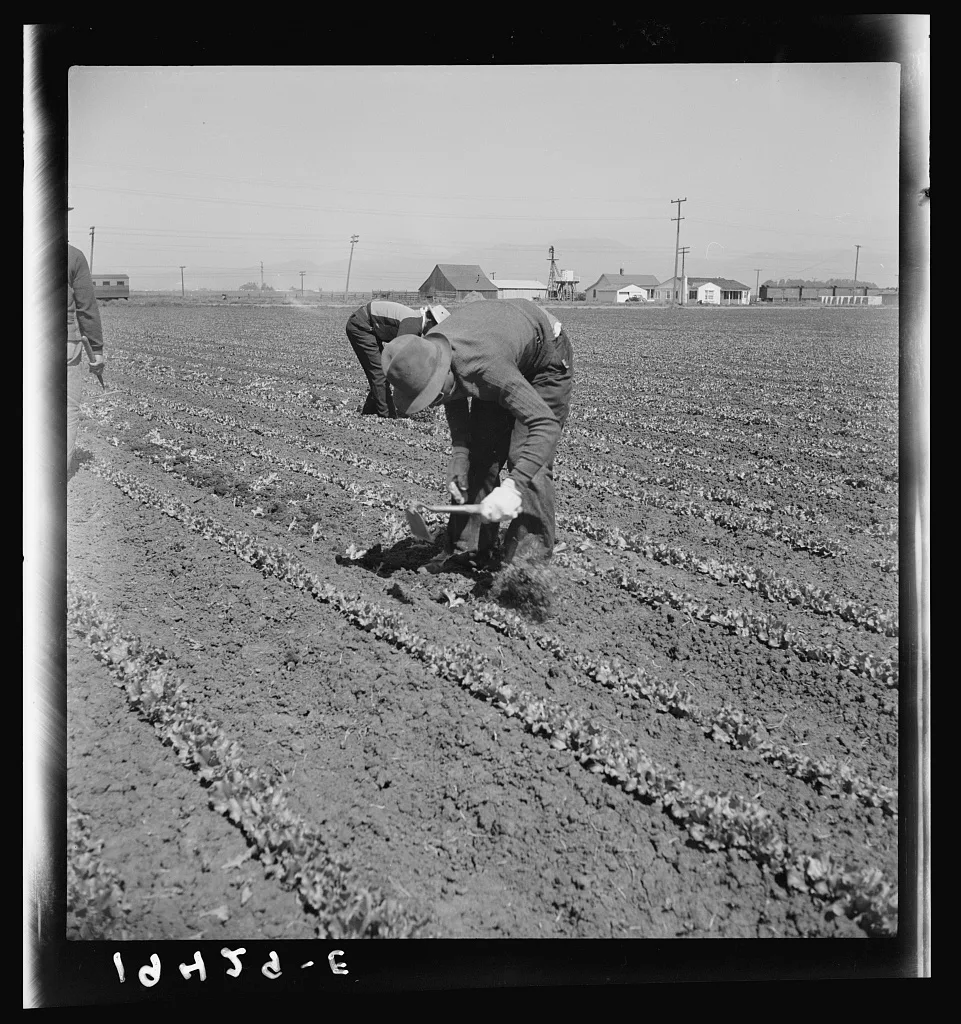 Filipino thinning lettuce. Salinas Valley, California, 1939