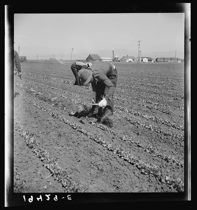 Filipino thinning lettuce. Salinas Valley, California, 1939