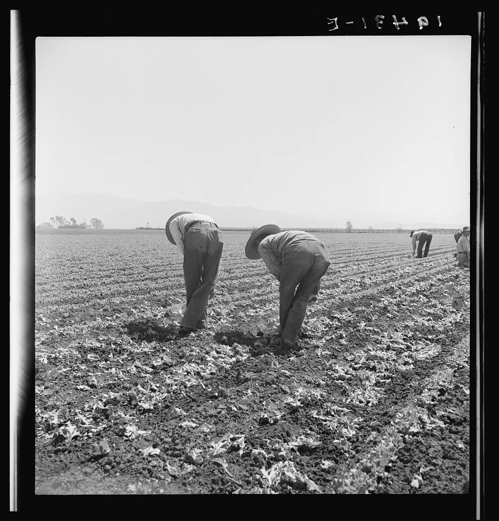 Filipino boys thinning lettuce. Salinas Valley, California, 1939