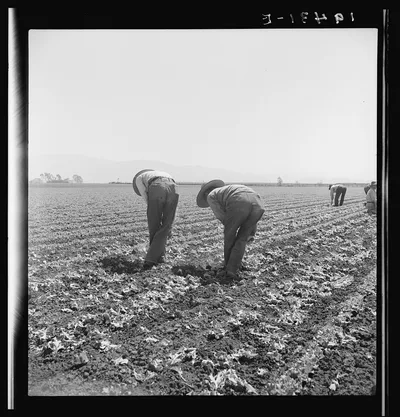 Filipino boys thinning lettuce. Salinas Valley, California, 1939