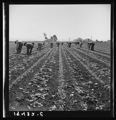 Filipino boys thinning lettuce. Salinas Valley, California, 1939