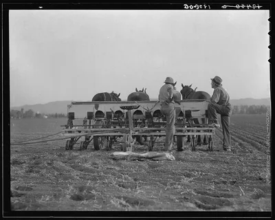 Farmers talking politics. Potato fields. California, 1936