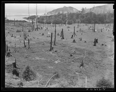 Cut-over land, part of stump ranch. California, Orick, Humboldt County, 1939