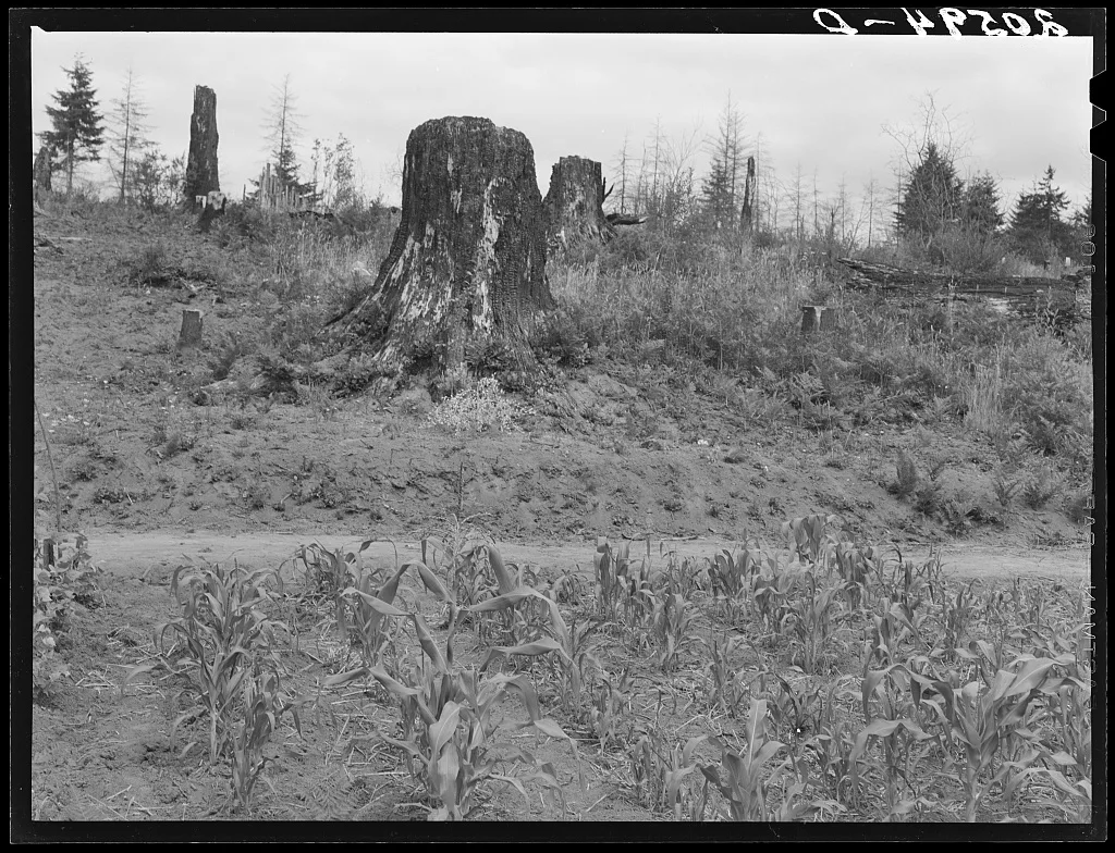 Shows charater of the land in the hills surrounding Elma. Western…, Washington, 1939