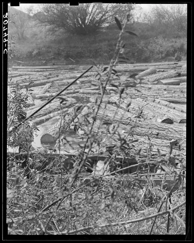 [Untitled photo, possibly related to: Logs at sawmill on Marys River…, Oregon, 1939