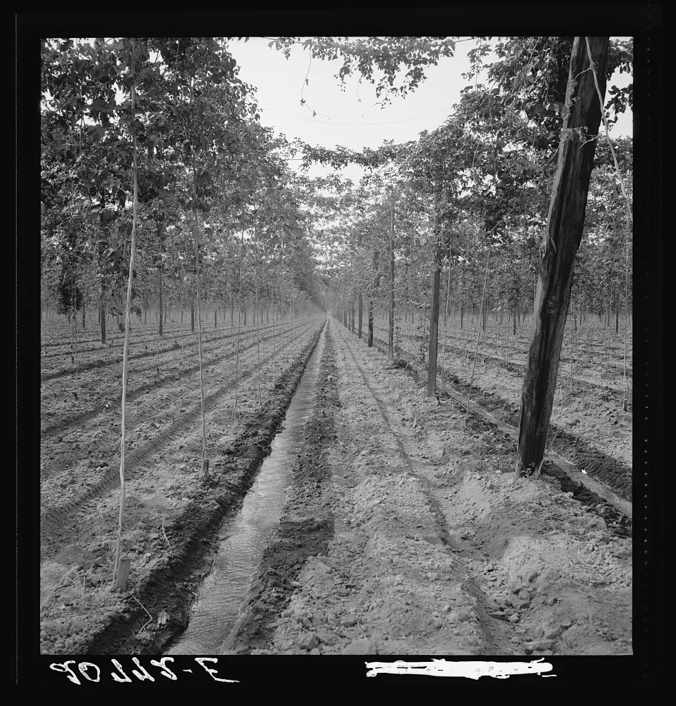Washington, Yakima Valley. Hop yard, shows poles, wires, irrigation…, 1939