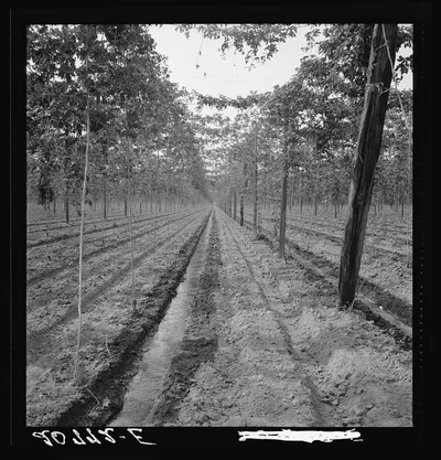 Washington, Yakima Valley. Hop yard, shows poles, wires, irrigation…, 1939