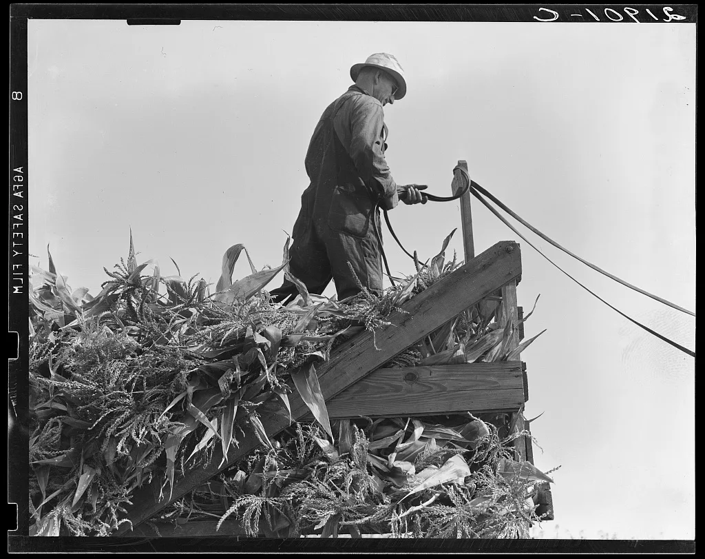 One of the eight cooperating farmers drive loaded wagons to the silo.…, Oregon, 1939