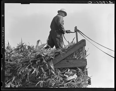 One of the eight cooperating farmers drive loaded wagons to the silo.…, Oregon, 1939